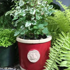 Chelsea Kew Gardens Round Herb Pot