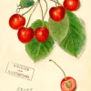 Cherry Greetings Card