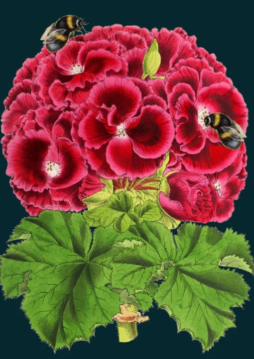 Geranium Bee Greetings Card