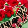 Red Pop Up Greeting Card with Butterfly