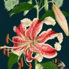 Tiger Lily Greetings Card