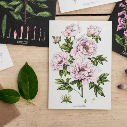 Tree Peony - card