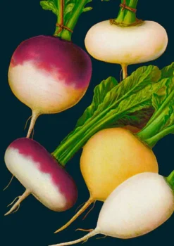Turnip Greetings Card