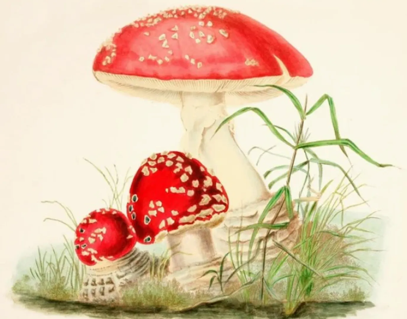 Woodland Mushrooms - Little Vintage Greeting Card